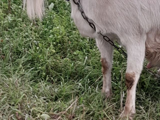 Se vând căpre mulgatoare. Edinet. foto 4