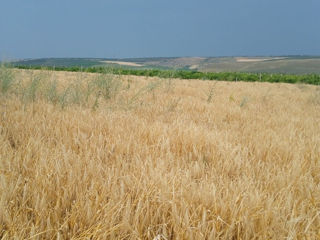 Varatic, Ialoveni, lot agricol foto 5