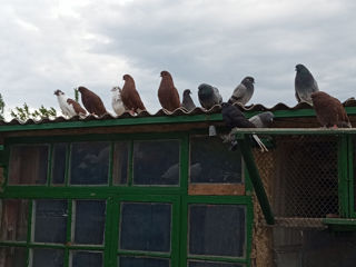 Продам голуби николаевские