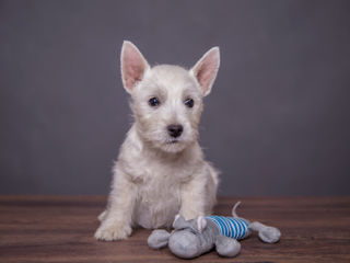 Питомник предлагает щенков west highland white terrier