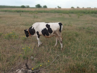 Se vinde vitica din vaca buna foto 1