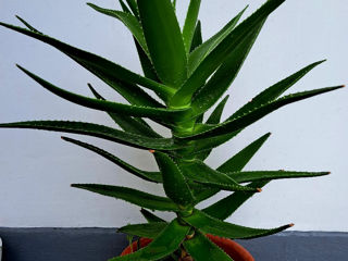 Vînd Aloe Vera 70 cm