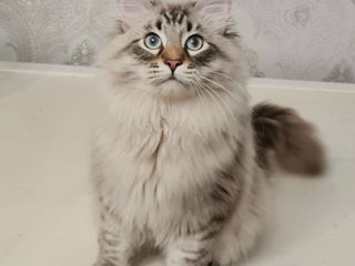 Siberian cat foto 3