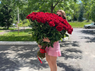 50cm-100 cm trandafiri Moldovenești