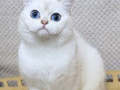 Серебристые , синеглазые британские  котики от титулованных родителей. foto 8