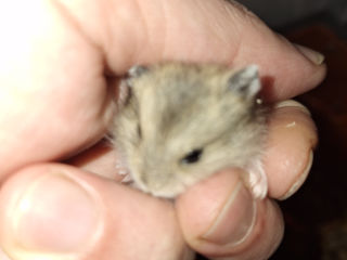 Хомяки (hamsters) foto 3