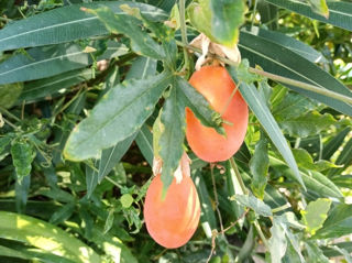 Passiflora Caerulea , răsad ,preț avantajos foto 2