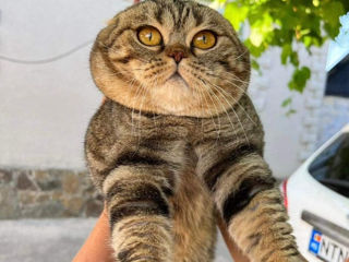 Scottish fold foto 9