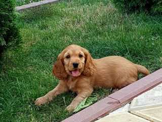 Cocker Spaniel