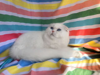 Вязка с элитным высокопородистым котом. Белоснежный скоттиш фолд с голубыми глазами. foto 3