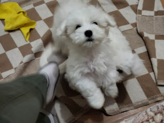 Vind bichon Maltez  фото 2