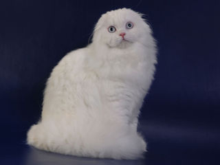 Împerechere cu motan alb-alb, pufos și foarte frumos! Scottish fold longhair white , W 61. foto 2