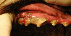 Ультрозвуковая чистка зубов животным foto 6