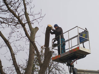 Oferim servicii de curatare a copacilor! Calitativ! foto 14