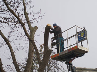 Servicii defrisari! Taiere copaci inalti! foto 6