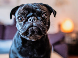 Mops pug fetiță 5 luni vaccinata foto 2