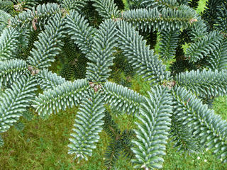 Пихта испанская (Abies pinsapo) foto 7