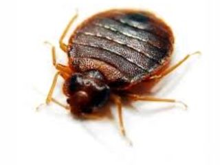 Уничтожение клопов и других видов насекомых-вредителей