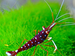 Креветки кардиналы сулавеси  / sulawesi shrimp cardinal