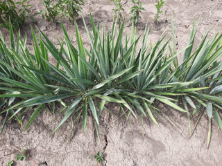 Yucca foto 10