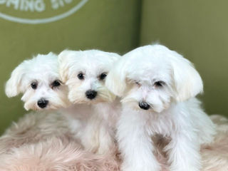 Bichon Maltese/Maltez - rasă pură - Бишон Мальтийский/Мальтийская болонка - чистокровная foto 4