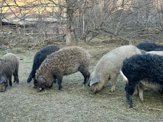 Porci mangalița