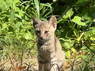 Котенок в поисках дома  pisica / motan /kitty