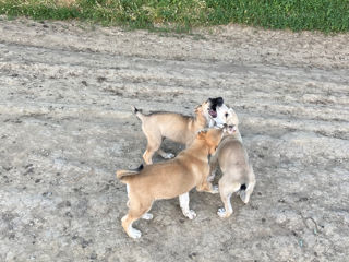 Vind Caței Rasa Kangal foto 2