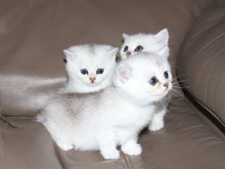 Pisica / Pisoi British Shorthair Chinchilla de Vânzare  foto 5