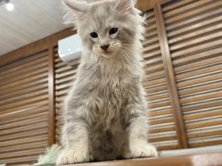 Maine Coon foto 2