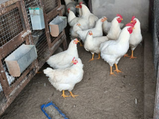 Vind ouă de găină rasa Plimutroc alb pentru incubare foto 4