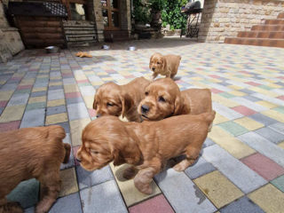 Disponibili: Ultimii 2 cățeluși Cocker Spaniel – Rasa pură, jucăuși și adorabili! foto 1