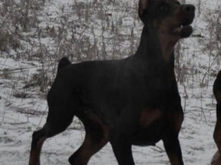 Doberman foto 3