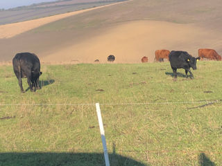 Aberdeen Angus