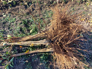 Puieti de cireş Nimba foto 4