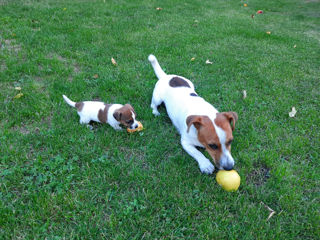 Jack Russell Terrier foto 1