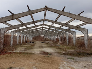 Ferma pentru bovine foto 2