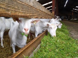 Продаю  корм для  свиней ,бычков ,коз ,овец  по ценам от производителя - SA Marculesti Combi foto 7