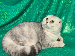 Scottish fold foto 6