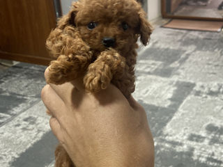 Teacup poodle foto 1