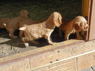 Cocker Spaniel foto 4