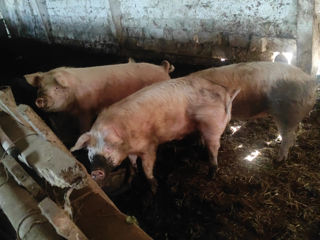 Porc#porci#свиньи foto 3