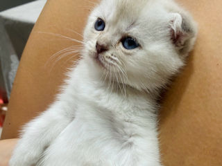 Scottish fold and streight foto 1