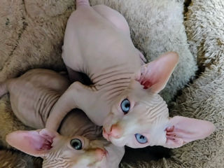 Котята канадского сфинкса / Sphynx Canadian foto 3