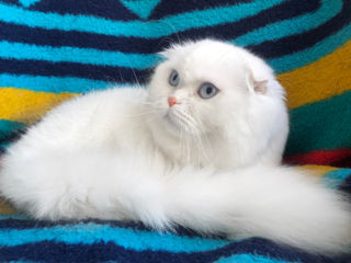 Macho Augustus Albus!  Scottish Fold Longhair.  Pedigree - SFL w 61.  Montă (вязка) Кишинёв, Центр foto 7