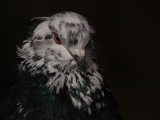 Vând hulubi, rasa uriaș unguresc / продаю голубей породы венгерский великан. foto 3