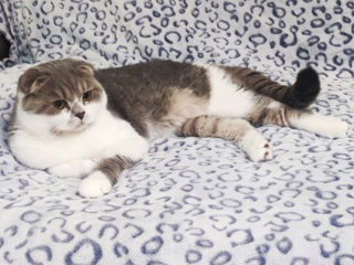 Недорого! Чистокровный шотландский котик Scottish fold!