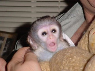 Drăguță și adorabilă maimuță capucină foto 1