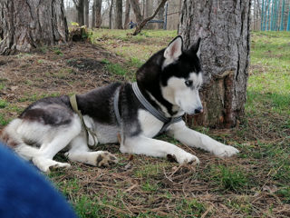 Husky la împerechere, вязка бесплатно foto 3