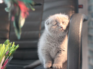 Pui superb scottish fold! Blana scurta. Rasa pura! 2 luni